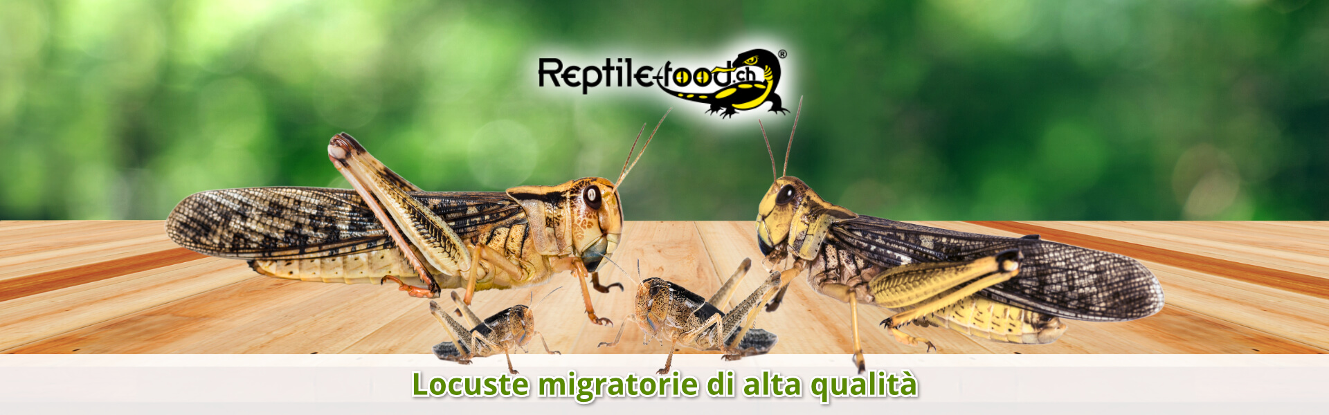 Locuste migratorie di alta qualità