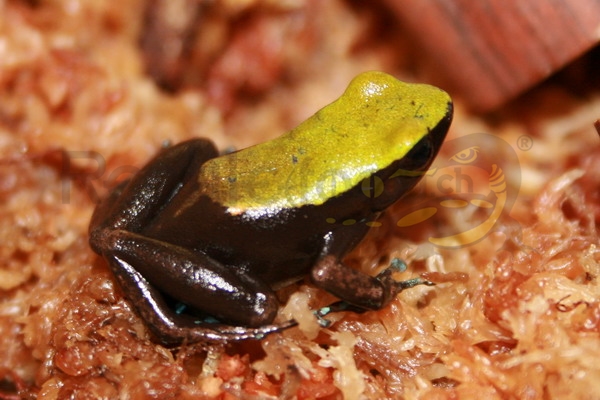 mantellalaevigata Mantella laevigata