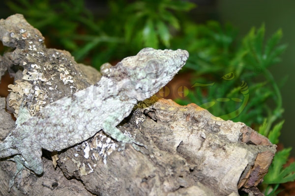 chamaeleolis-barbatus Kuba Chamäeleon Anolis