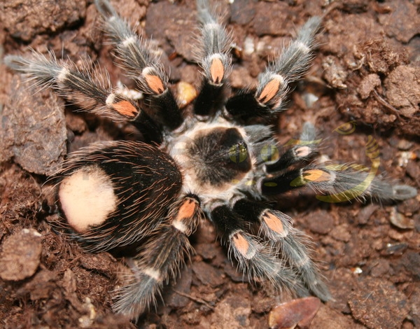 Brachypelma auratum - Migale messicana dalle ginocchia di fuoco