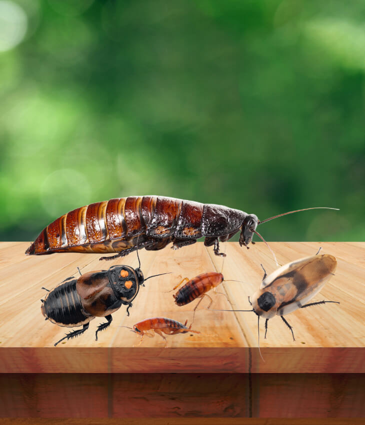 Altre specie di blatte da pasto