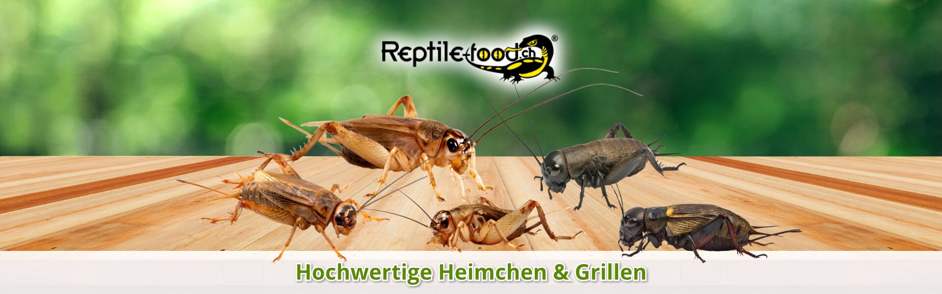 Grillen als Futtertiere / Futterinsekten Grillen als Futtertiere / Futterinsekten