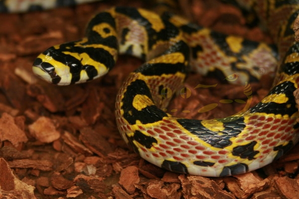Serpente di giada