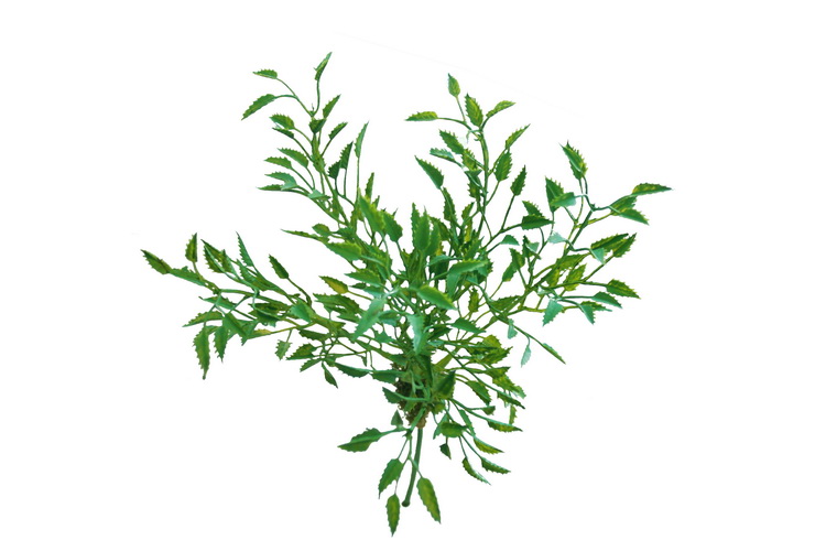 Wisteria Busch grün ca. 20cm