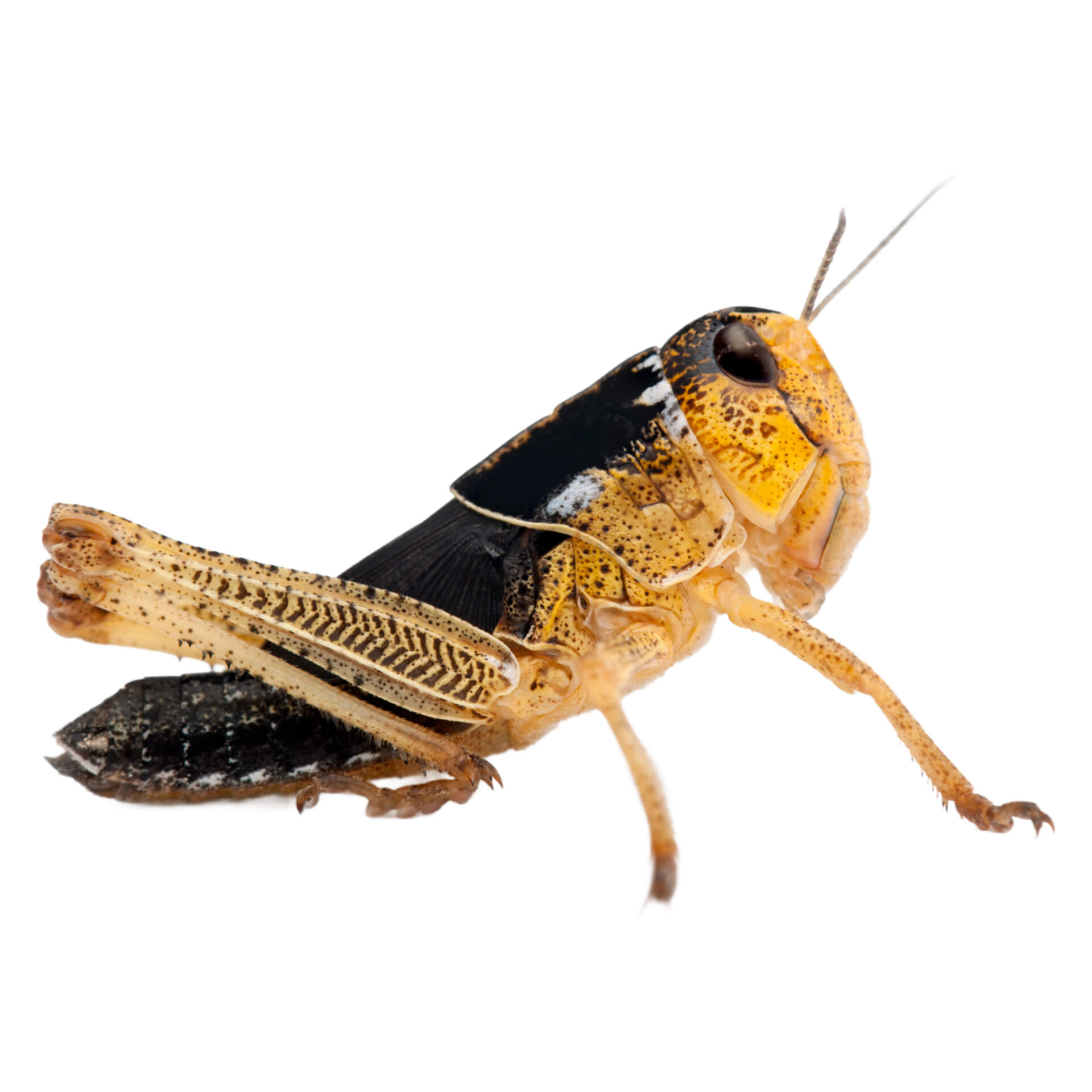 Locuste migratorie media