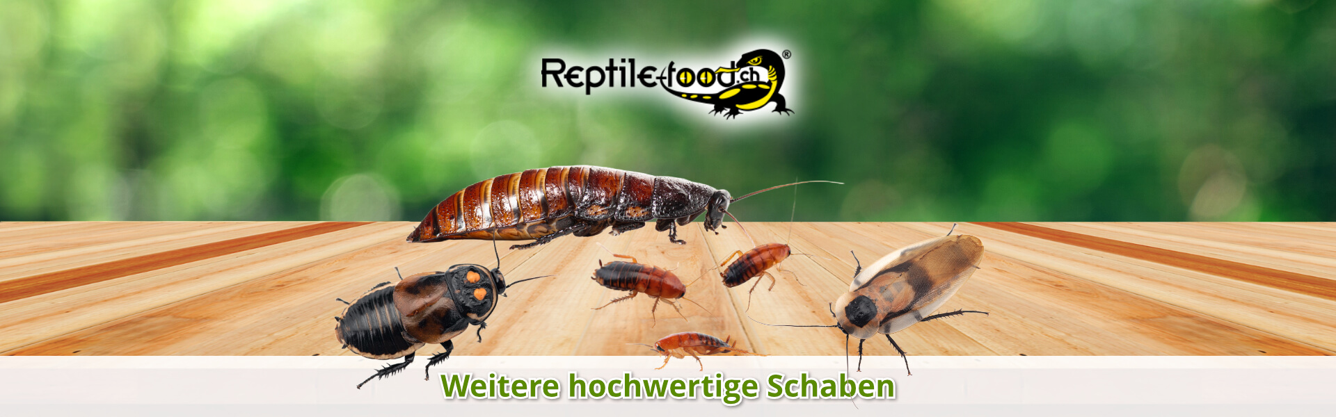 Weitere Futterschaben als Futtertiere / Futterinsekten Weitere Futterschaben als Futtertiere / Futterinsekten