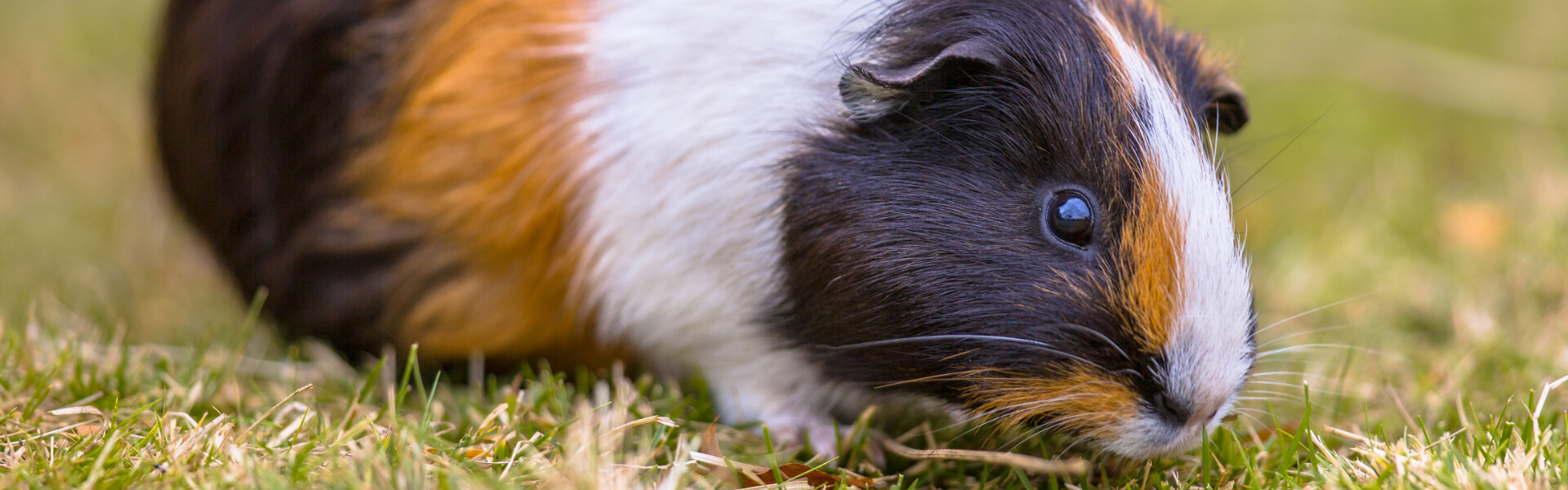 Meerschweinchenfutter Meerschweinchenfutter