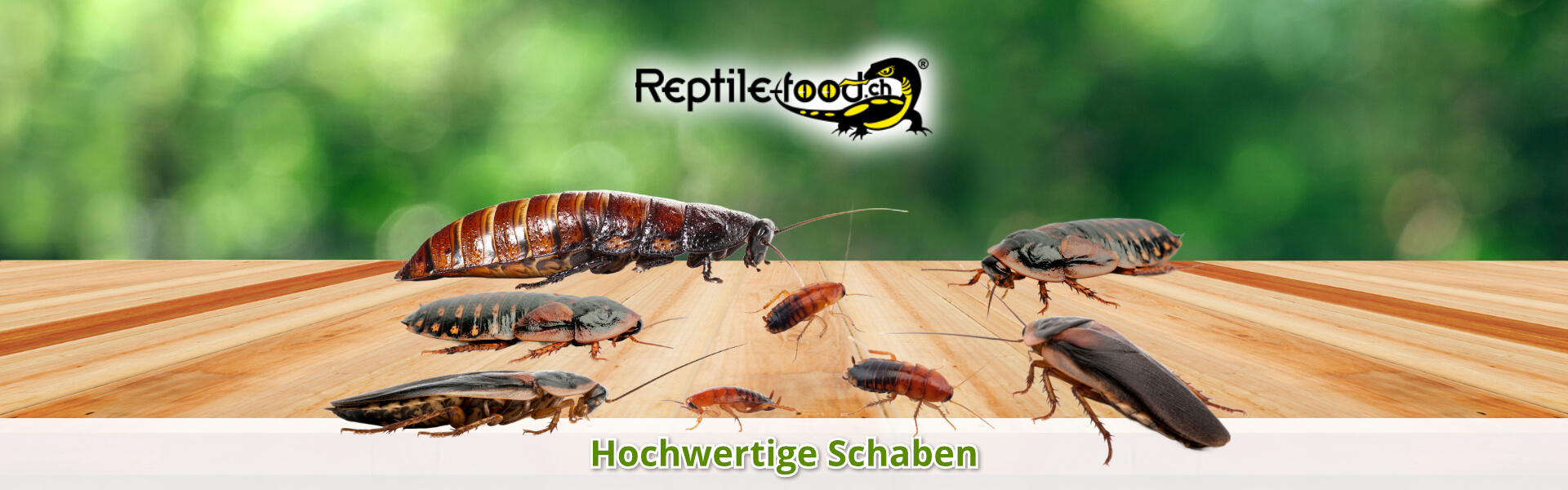 Schaben als Futtertiere / Futterinsekten Schaben als Futtertiere / Futterinsekten