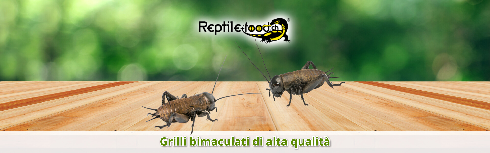 Grilli bimaculati di alta qualità Grilli bimaculati di alta qualità