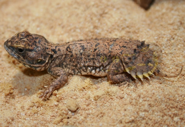 xenagamataylori Agama a coda di scudo di Taylor