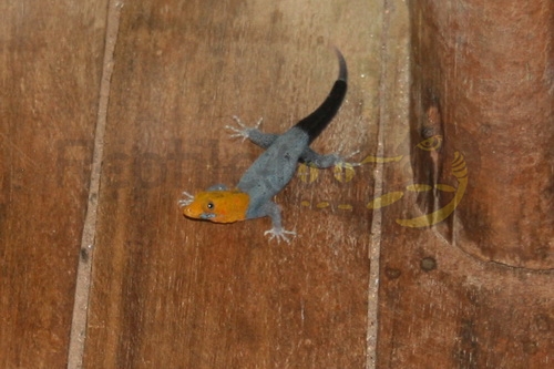 Gonatodes albogularis fuscus