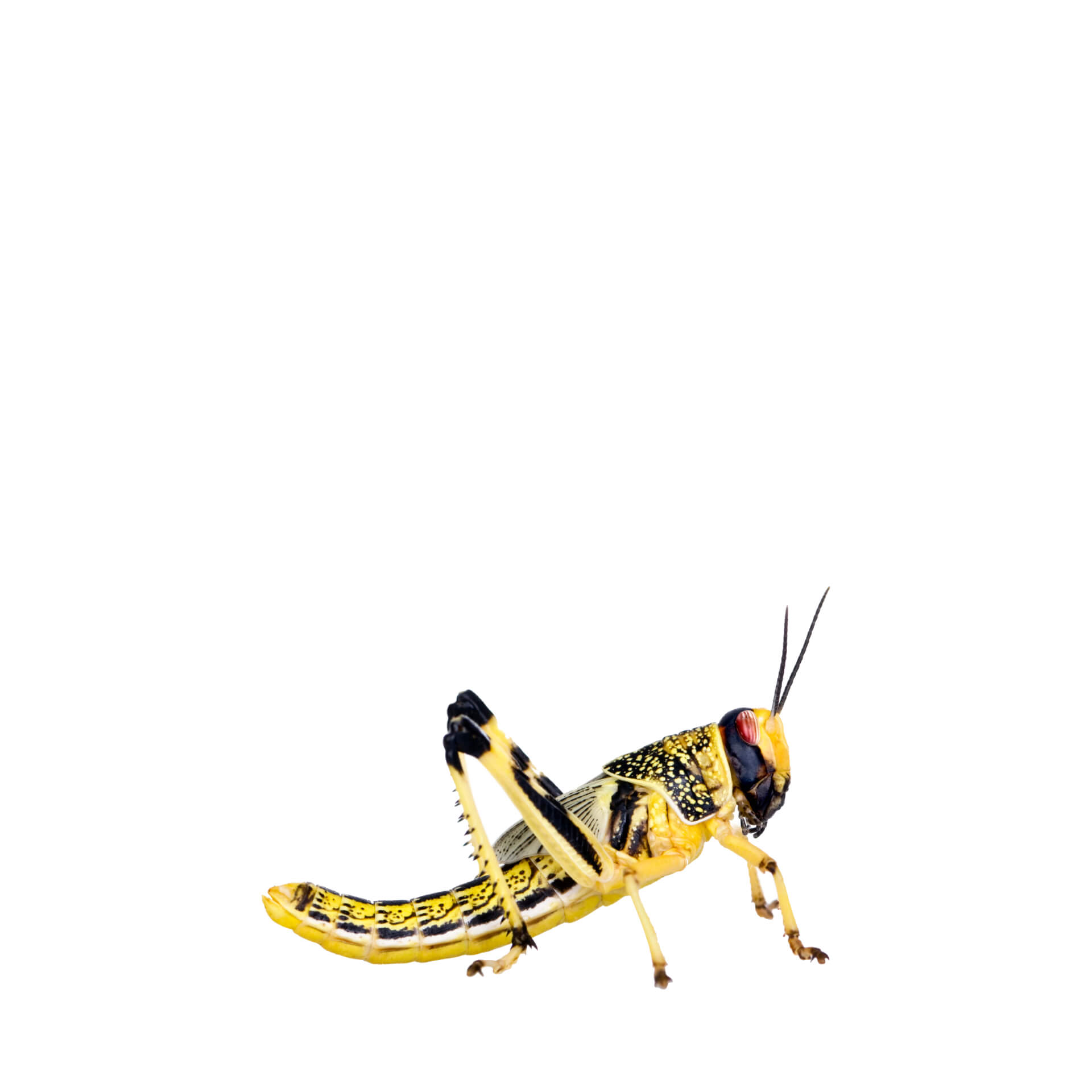 Locuste del deserto subadulte