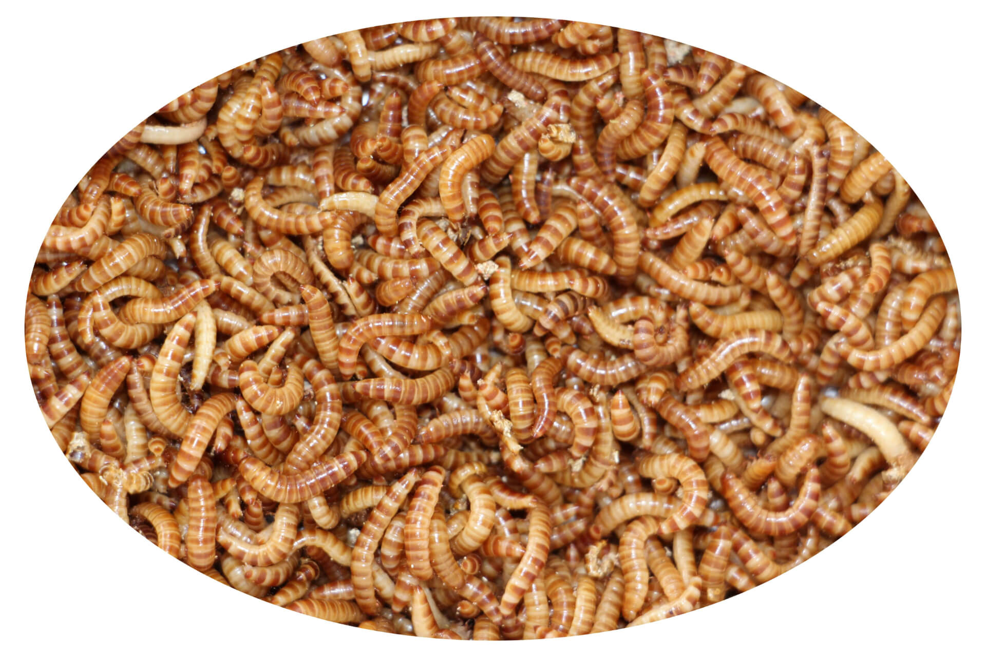 Buffalo-Oval Buffalo vermi