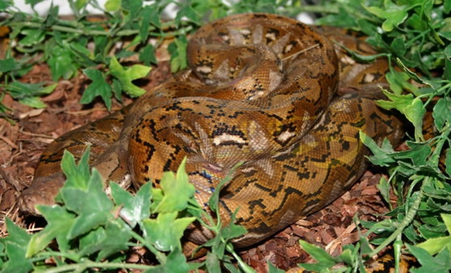 Python réticulé nain de Kayuadi