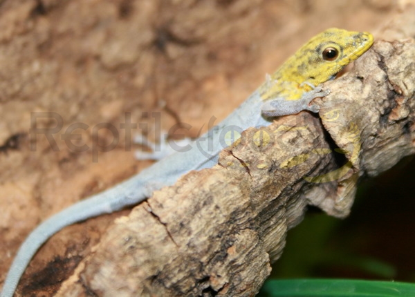 lygodactylusluteopicturatus Gelbkopf Zwerggecko