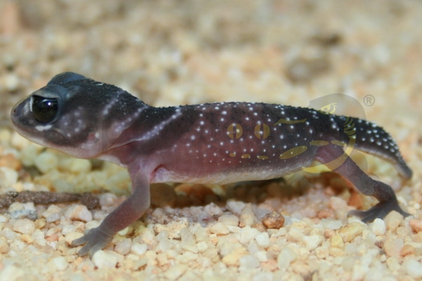 nephruruslevislevis Nephrurus levis