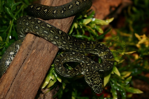 Diamantpython