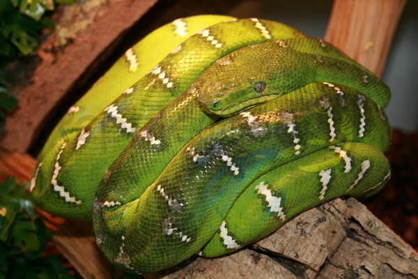 Boa arboricolo smeraldino