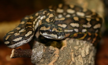 moreliaspilotavaregiata Irian Jaya Teppichpython