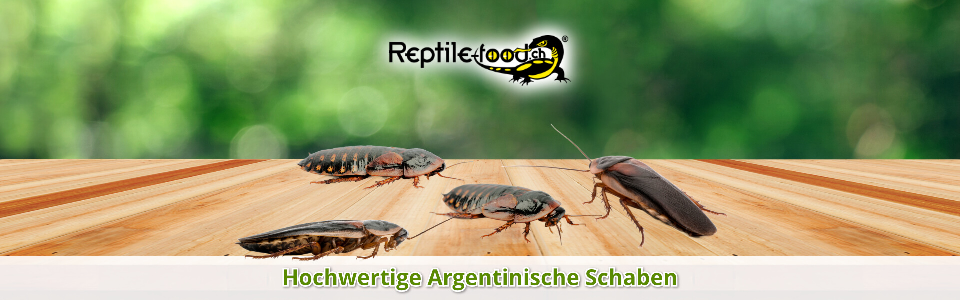 Argentische Schaben als Futtertiere / Futterinsekten Argentische Schaben als Futtertiere / Futterinsekten