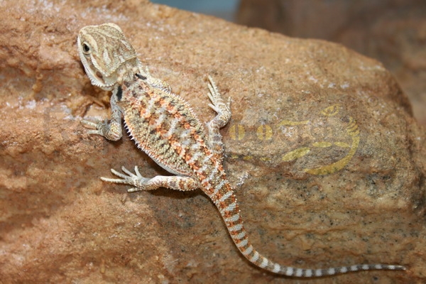 pogonavitticepssandfire Pogona vitticeps