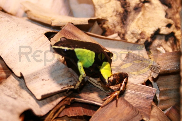 mantellamadagascariensis Mantella madagascariensis