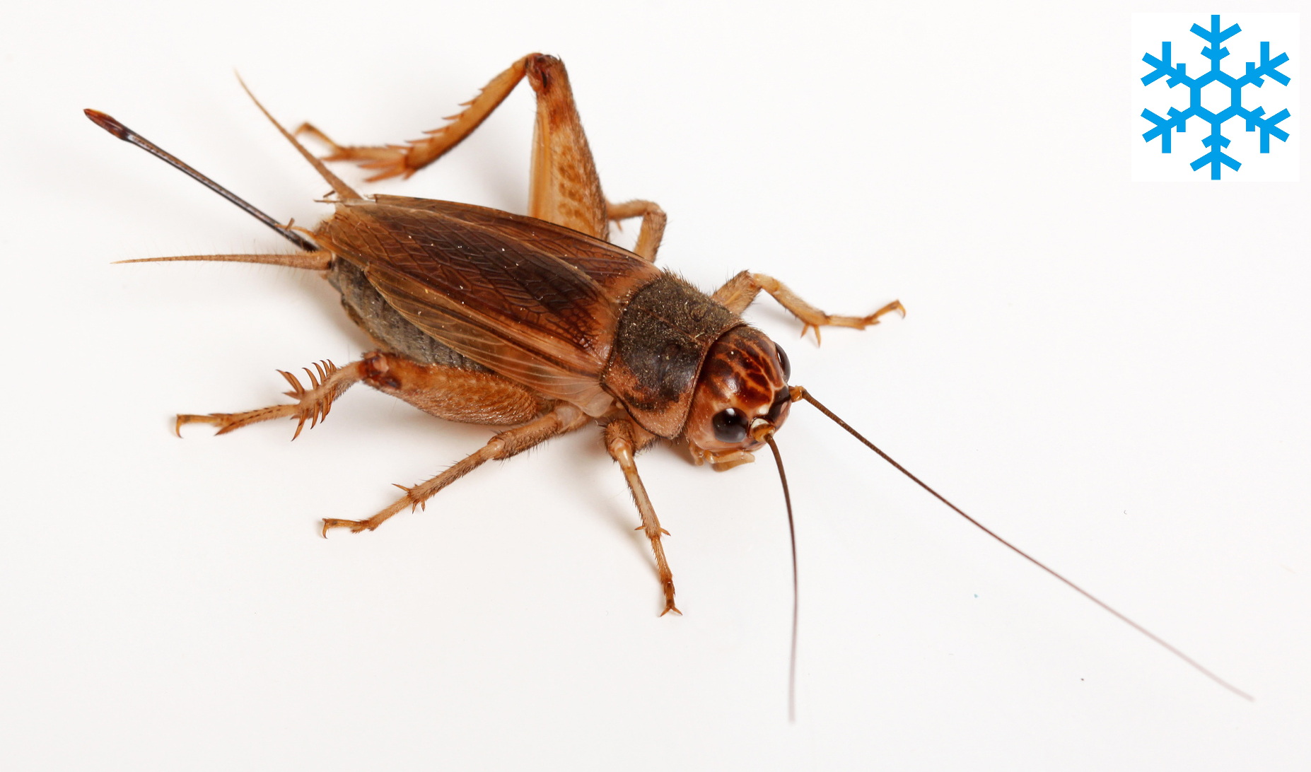 Grillons des steppes adultes congelé