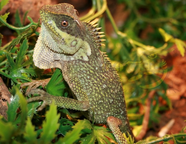 acanthosauracapra Grüner Nackenstachler