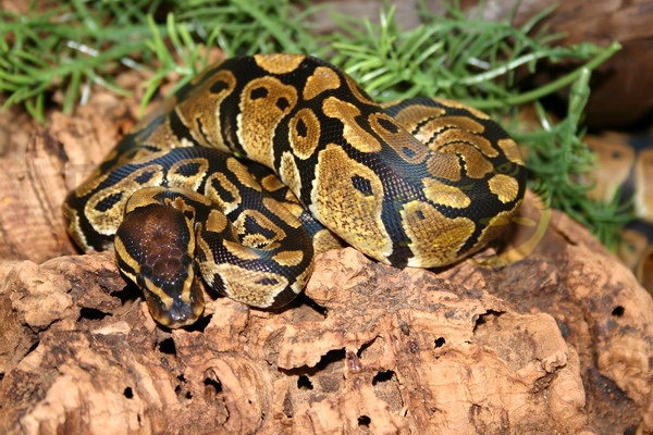 pythonregiusklein Königspython