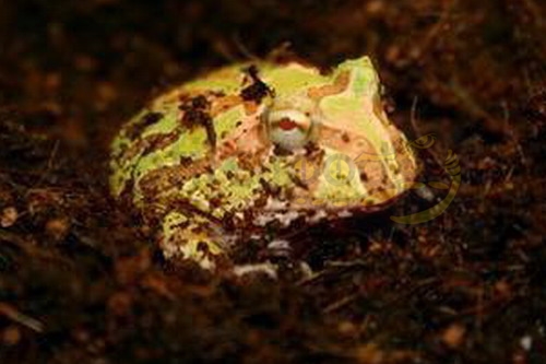 schmuckhornfrosch Ceratophrys cranwelli Albino