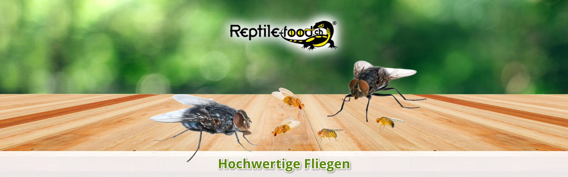 Fliegen als Futtertiere / Futterinsekten Fliegen als Futtertiere / Futterinsekten