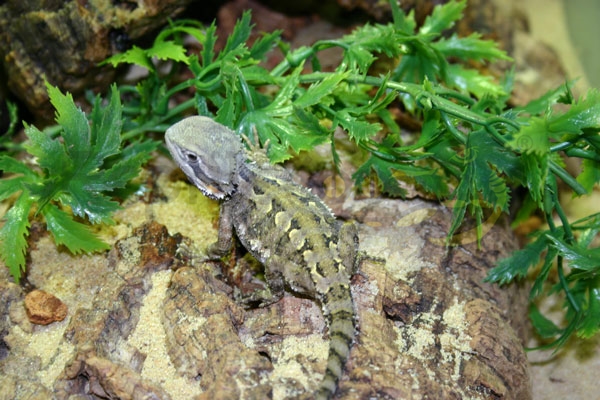 pogona-henrylawsonii Agame barbu nain