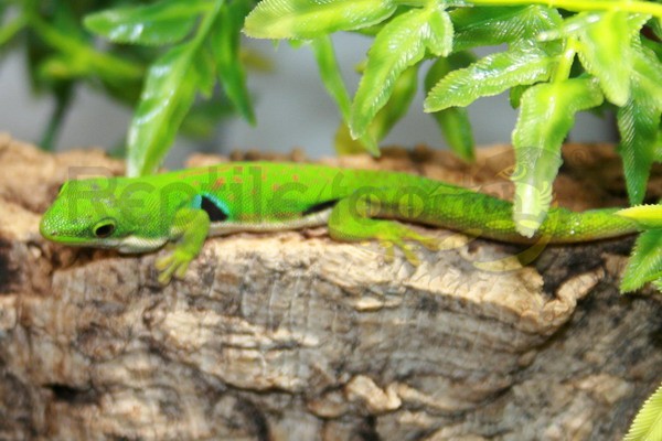 Phelsuma quadriocellata