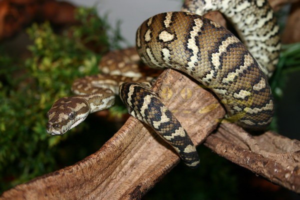 Bredl's Teppichpython