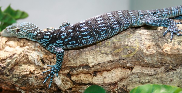 Varanus macraei