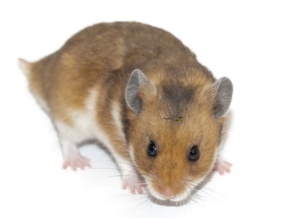 Hamster ca. 40gr.