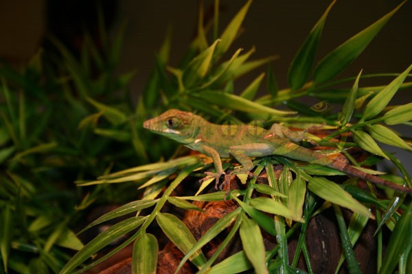 Pinar del Rio Anolis