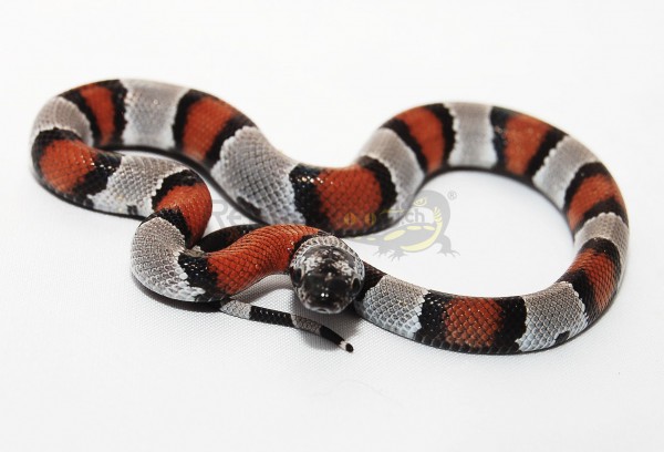 Lampropeltis alterna blairi