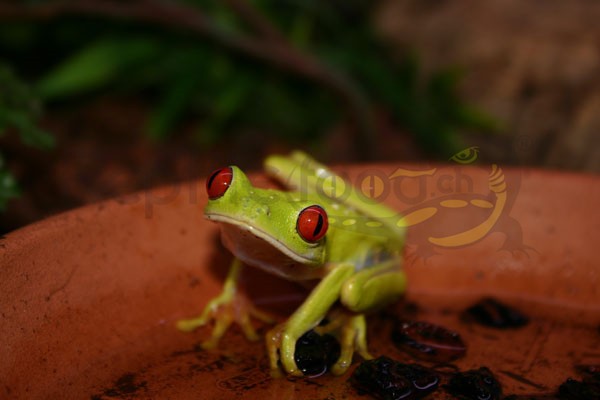 Agalychnis callidryas