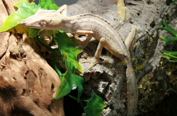 Uroplatus lineatus