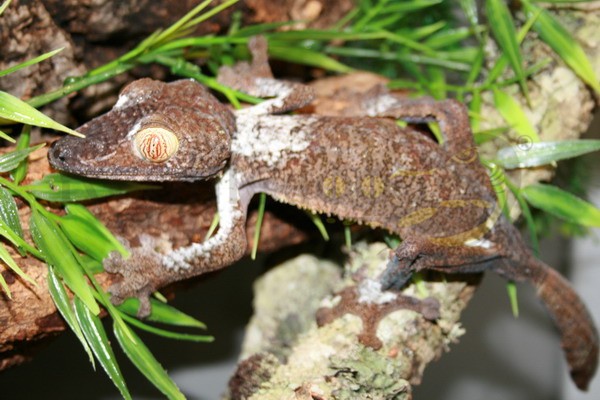 Uroplatus fimbriatus