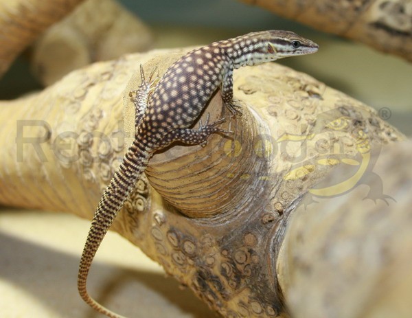 Varanus acanthurus