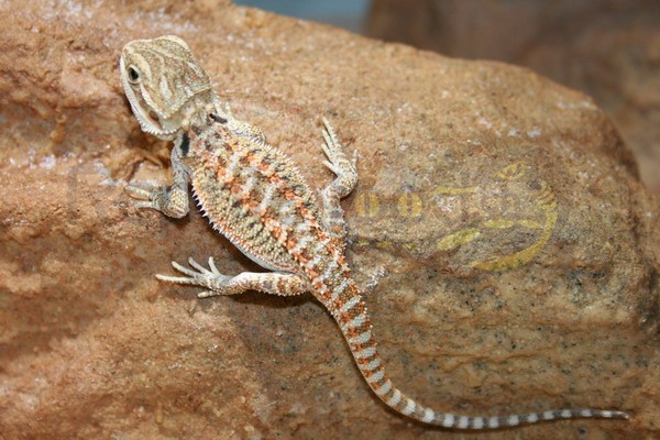 Pogona vitticeps