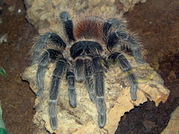 Lasiodora klugi - Mygale géante de Bahia