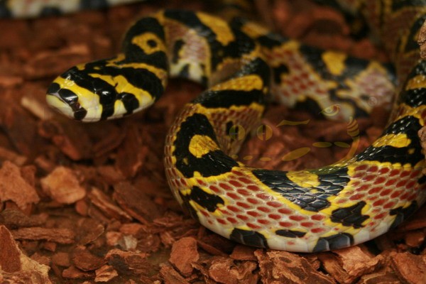 Serpent ratier mandarin