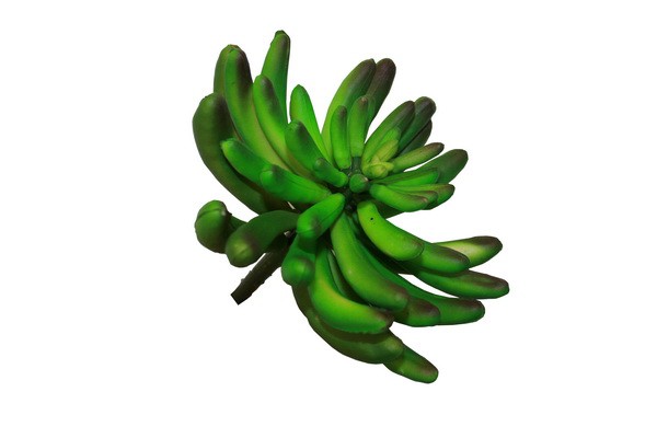 Succulente verte Grande ca. 12cm