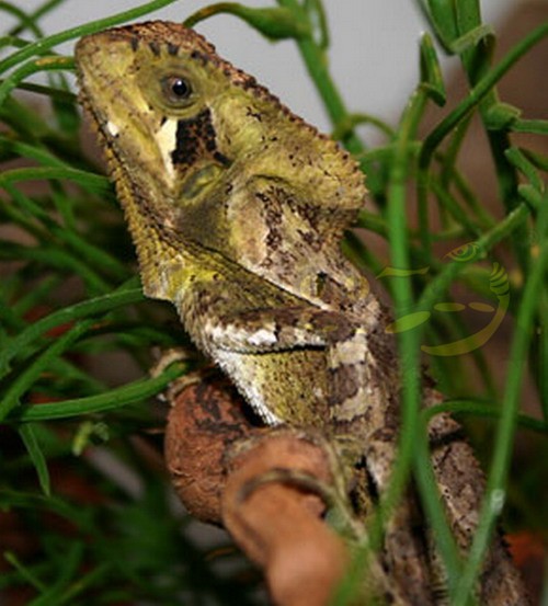 Guatemala Helmleguan