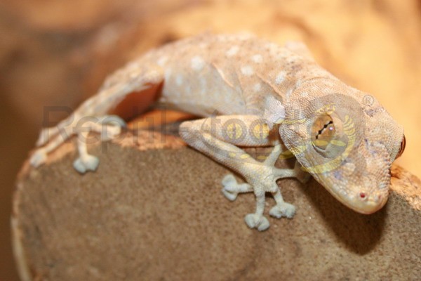 Fächerfingergecko