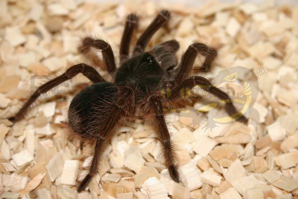 Theraphosa blondi - Mygale Goliath