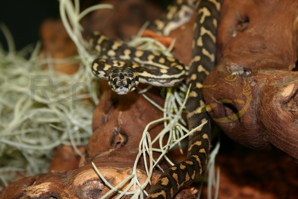 Regenwald Teppichpython